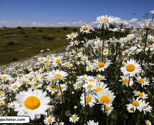 دشت بابوبه ییلاق سی دشت