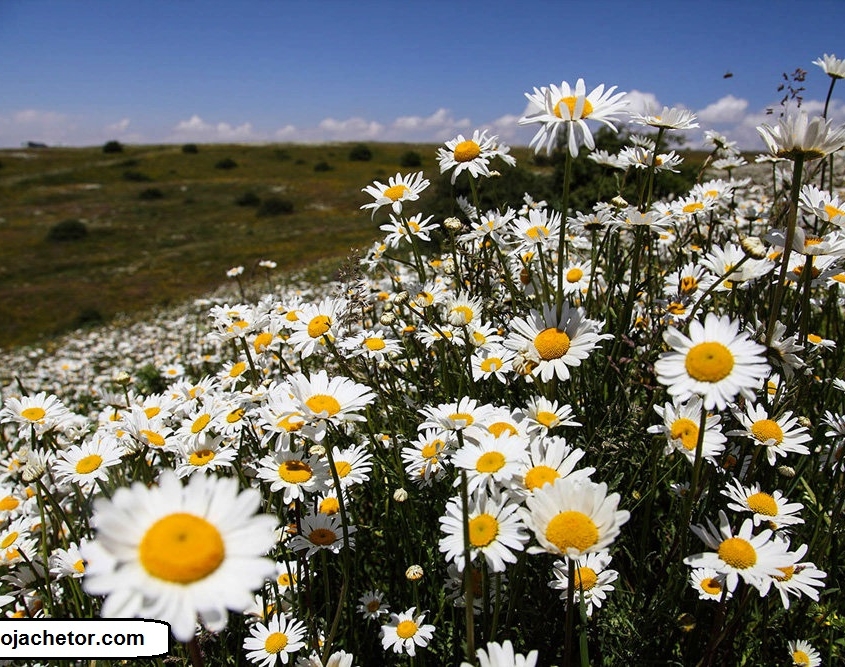 دشت بابوبه سی دشت رودبار توتکابن گیلان
