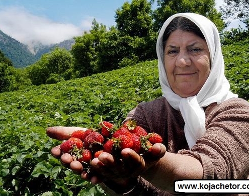 جشنواره توت فرنگی در سی دشت گیلان رودبار