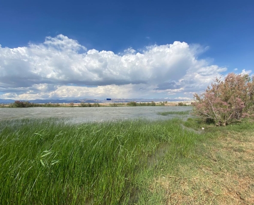 عکس تالاب صالحیه نظرآباد در فصل بهار