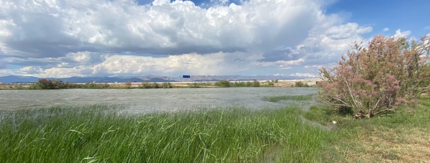 عکس تالاب صالحیه نظرآباد در فصل بهار