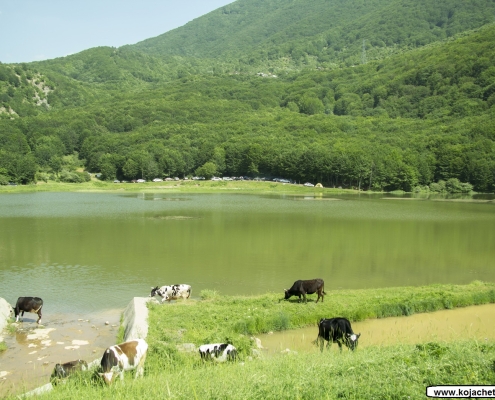 عکس گاو ها در کنار دریاچه ویستان گیلان