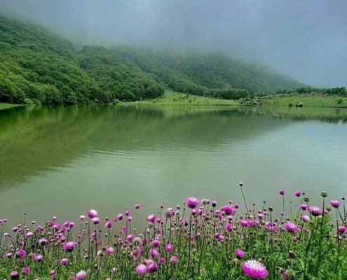 گیاهان زیبا در اطراف دریاچه ویستان