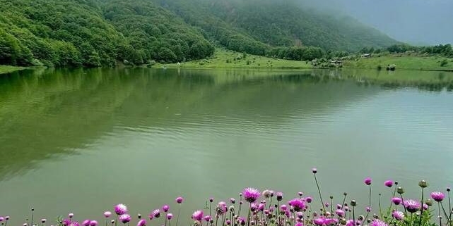 گیاهان زیبا در اطراف دریاچه ویستان