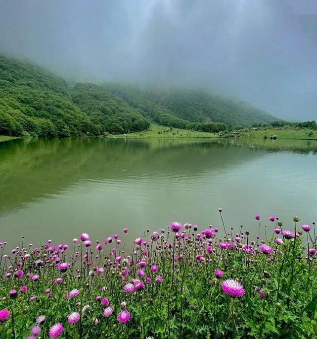 عکس گلهای اطراف دریاچه ویستان