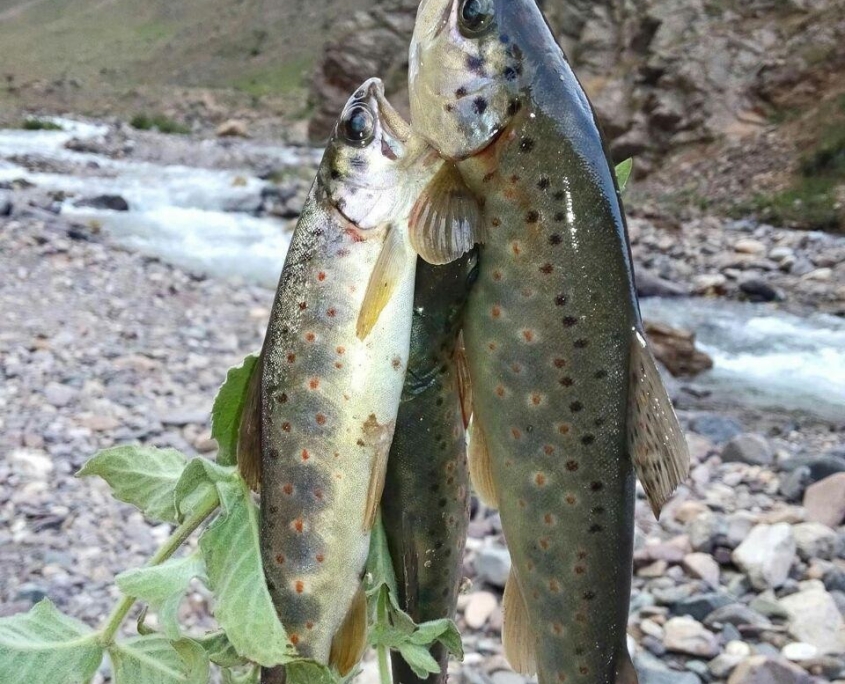 dalir village 10 تفریح و پیکنیک در روستای دلیر