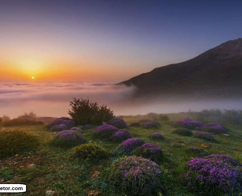 filband 9 گل های زیبا در ارتفاعات کوهستانی و زیبای روستای فیلبند مازندران بابل