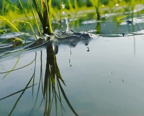 kisheh_khani_masal_2fc3a230daf043308baaa6e18c505dbd شالیزار های زیبای کیشه خانی