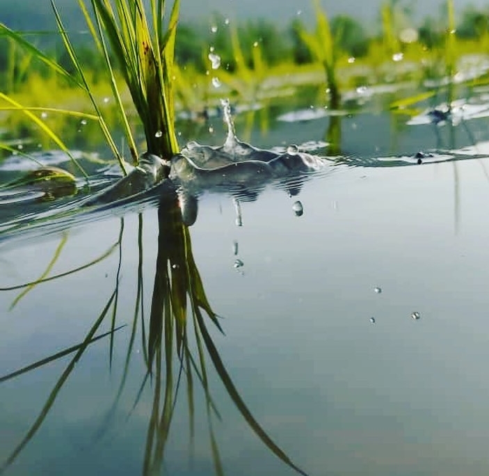 kisheh_khani_masal_2fc3a230daf043308baaa6e18c505dbd شالیزار های زیبای کیشه خانی