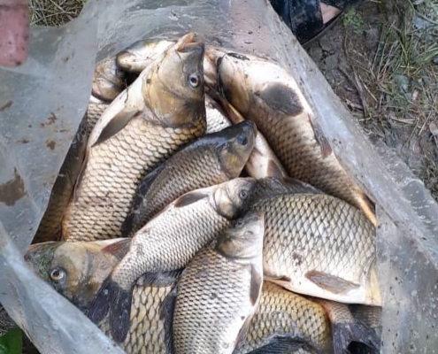 kisheh_khani_masal_8f1a738648e646679ac7673ae86444a0 ماهی گیری در آبگیر کیشه خانی