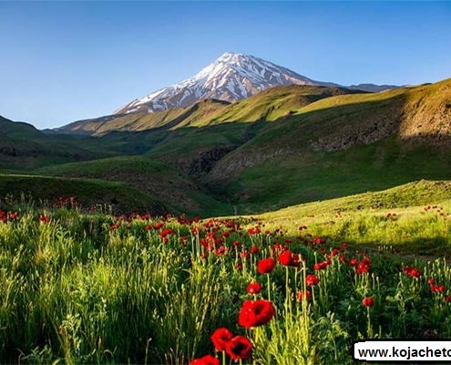 lar national park 1 دشت شقایق در پارک ملی لار
