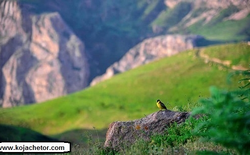 lar national park 7 عکس پرنده ای زیبا در دشت لار