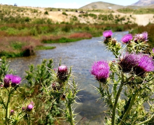 lar national park 8 گلهای بنش رنگ و زیبای منطقه دشت لار