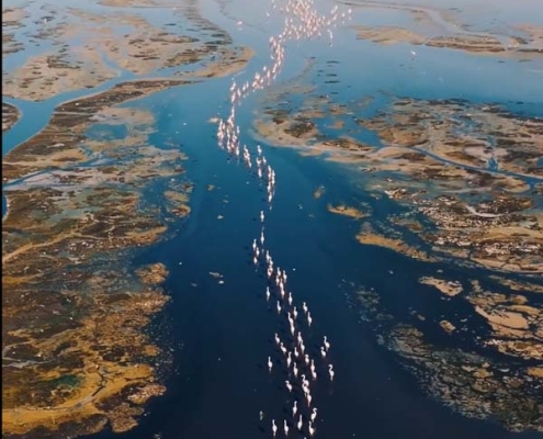 رقص فلامینگوها بر فراز دریاچه مهارلو