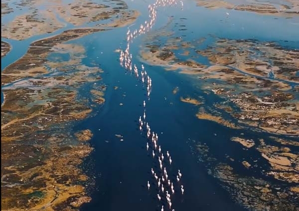 رقص فلامینگوها بر فراز دریاچه مهارلو