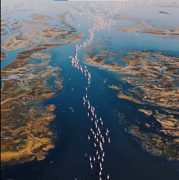 maharlu-lake-Phoenicopterus رقص فلامینگوها بر فراز دریاچه مهارلو