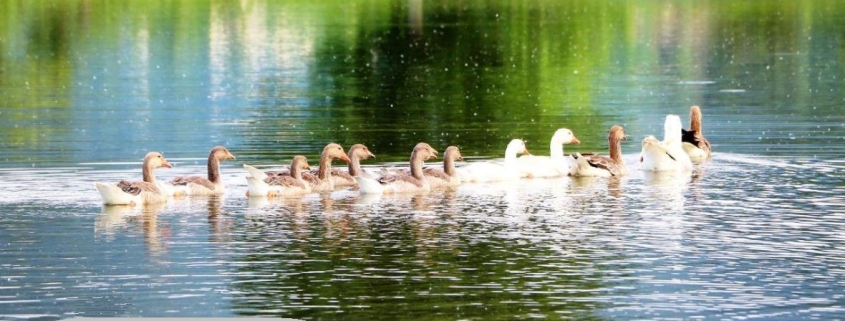 دریاچه پلنگ دره| استخر دوقلو پلنگ دره | روستای آلیان