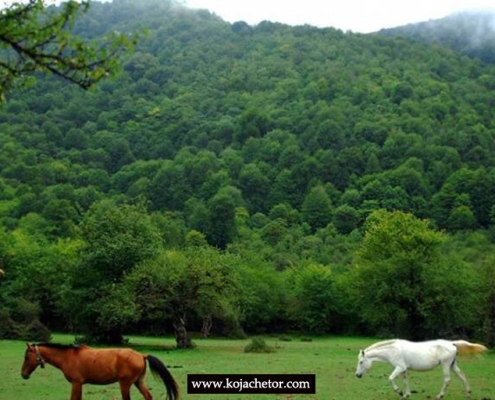 طبیعت زیبای جنگل الیمستان آمل