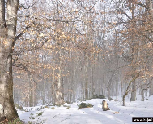 جنگل الیمستان در زمستان