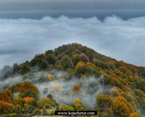 جنگل الیمستان در پاییز