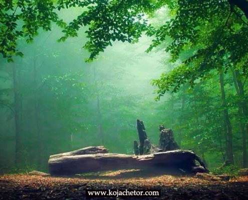 جنگل الیمستان در تابستان