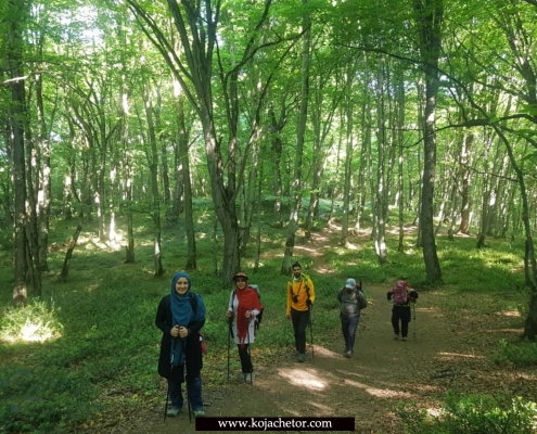 تور و مسیر پیمایش جنگل الیمستان آمل