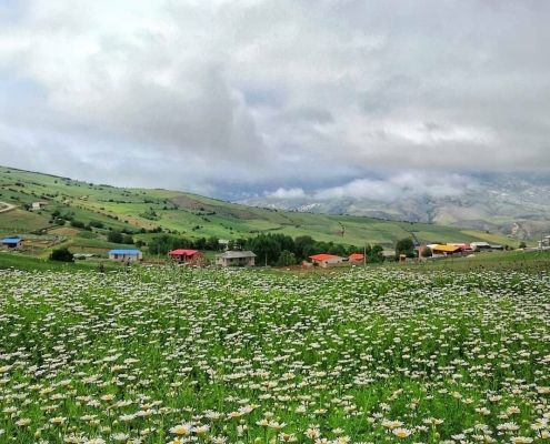 estarem village 3 دشت بابونه در روستای استارم مازندران بهشهر