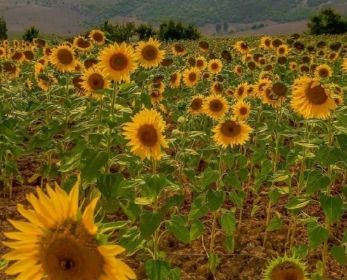 estarem village 4 مزرعه آبتاب گردان در روستای استارم بهشهر