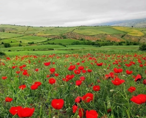estarem village -5 دشت گل شقایق در روستای استارم مازندران بهشهر