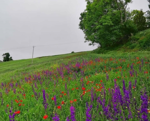 estarem village 6 گل های رنگارنگ طبیعت روستای استارم بهشهر