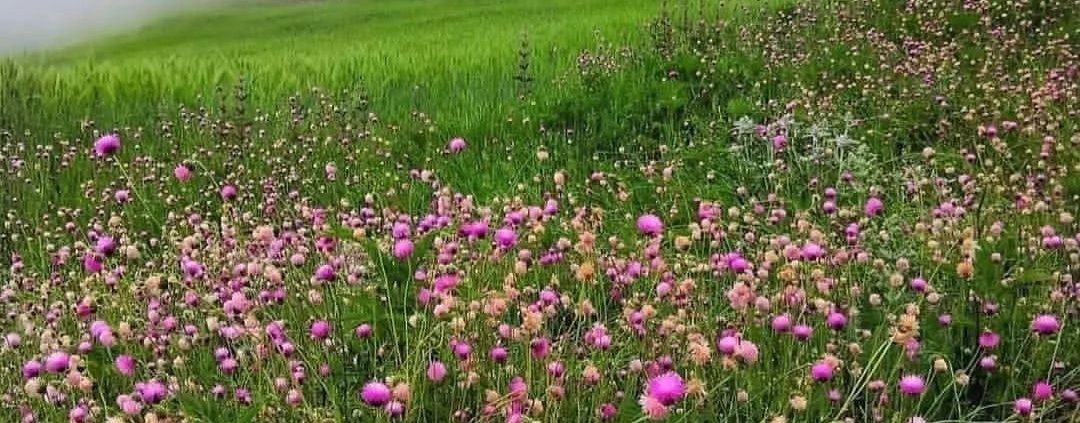 دشت پر از گل طبیعت زیبای روستای استارم بهشهر