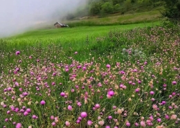 دشت پر از گل طبیعت زیبای روستای استارم بهشهر