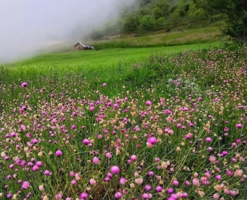 estarem village 7 دشت پر از گل طبیعت زیبای روستای استارم بهشهر