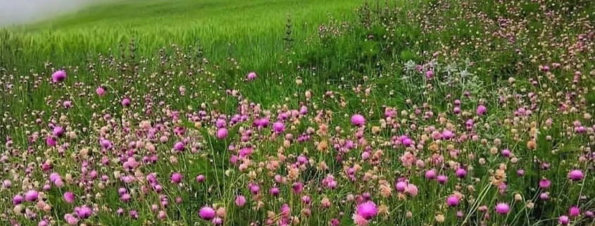 دشت پر از گل طبیعت زیبای روستای استارم بهشهر