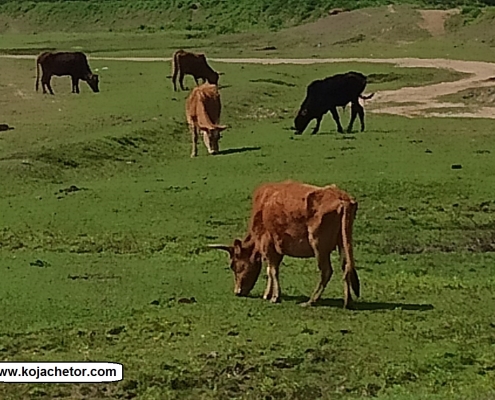 gazgisheh protected area 4 پوشش جانوری متنوع در منطقه حفاظت شده گازگیشه گیلان