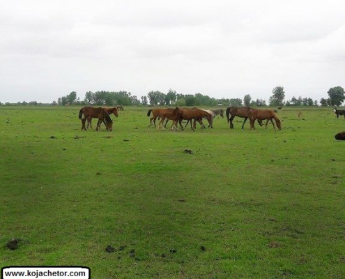gazgisheh protected area 5 تنوع زیستی در منطقه حفاظت شده گازگیشه گیلان