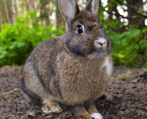 khomedeh river- village in firuzkuh پوشش گیاهی و جانوری آب معدنی خمده
