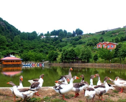 qu lake 4 پرنده های کنار دریاچه قو رامسر مازندران