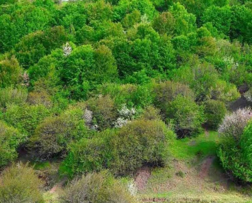 جنگل فندقلو اردبیل