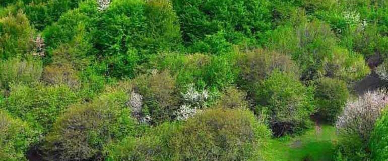 جنگل فندقلو اردبیل