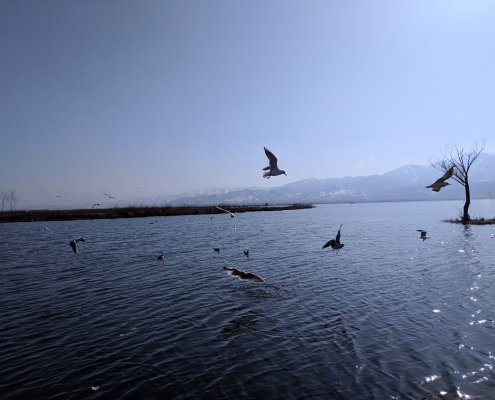 zrebar-lake-marivan-10 پرندگان دریاچه زریوار