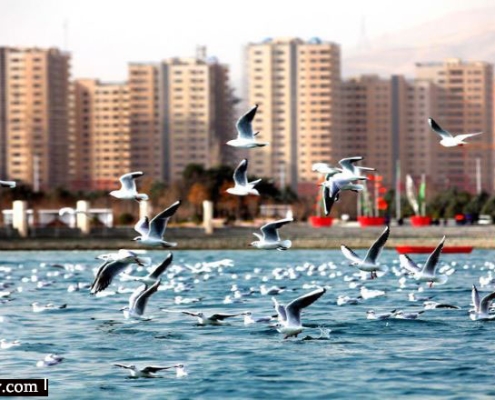 chitgar-lake-3 پرندگان دریاچه چیتگر تهران