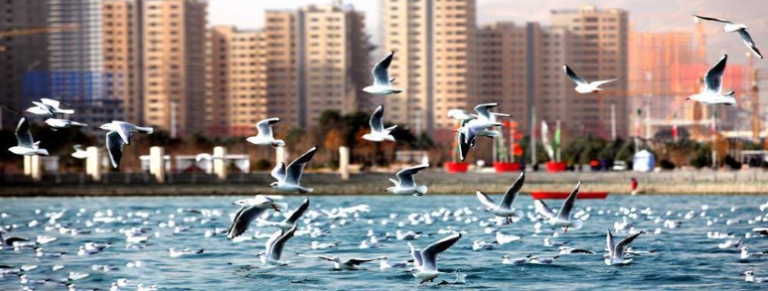 پرندگان دریاچه چیتگر تهران