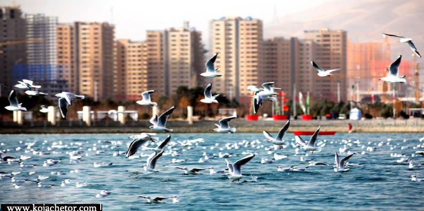 پرندگان دریاچه چیتگر تهران