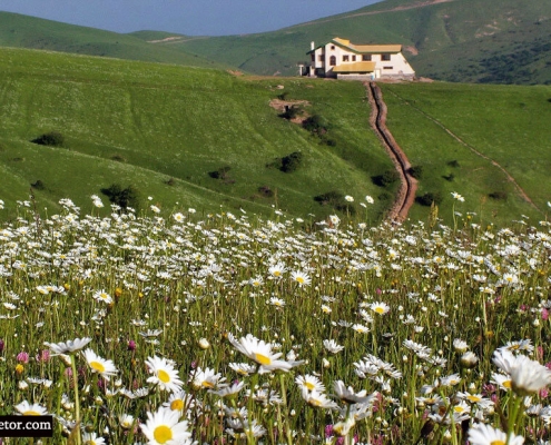 دشت بابونه جنگل فندقلو اردبیل