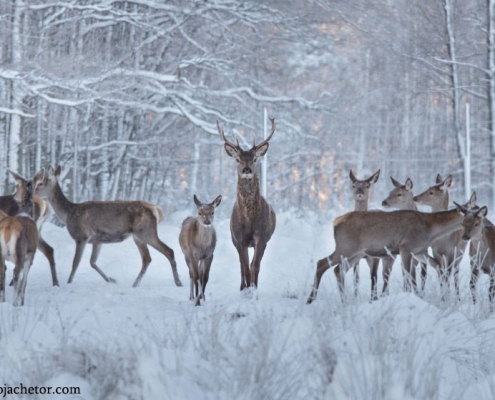 پوشش جانوری جنگل فندقلو در زمستان
