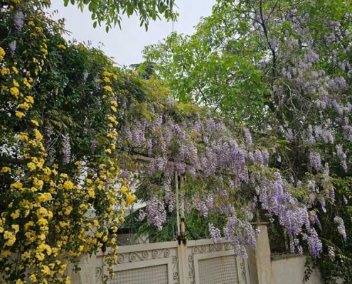 kordan-8 بهار در کردان تهران