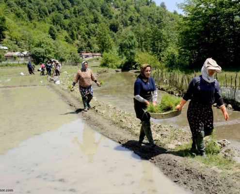 شالیزارهای رشته رود گیلان رودبار