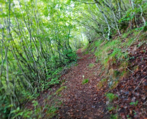مسیر جنگلی آبشار سیاسرت رامسر