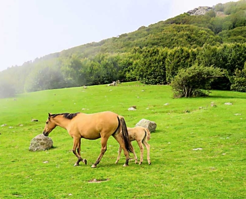 sooha-lake-ardabil اسب های وحشی در اطراف دریاچه سوها اردبیل